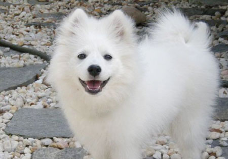 (3) - Hunderasse: American Eskimo Dog, Bildquelle: Wikimedia Commons / Public Domain