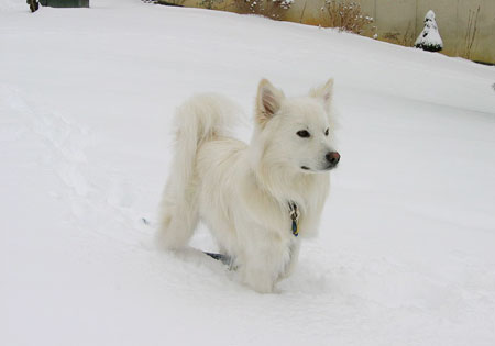 (2) - Hunderasse: American Eskimo Dog, Bildquelle: Wikimedia Commons / Public Domain