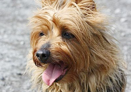 (1) - Hunderasse: Australian Terrier, Bildquelle: Wikimedia Commons / Public Domain