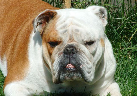 (3) - Hunderasse: Englische Bulldogge, Bildquelle: Wikimedia Commons / Public Domain