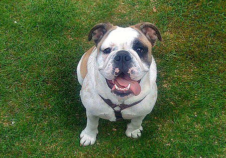 (5) - Hunderasse: Englische Bulldogge, Bildquelle: Wikimedia Commons / Public Domain