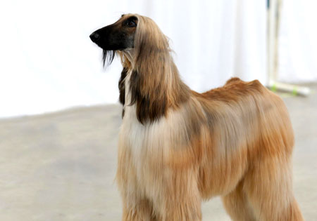 (3) - Hunderasse: Afghanischer Windhund, Bildquelle: Wikimedia Commons / SheltieBoy / Lizenz: CC BY-SA 2.0 / modifiziert