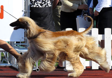 (4) - Hunderasse: Afghanischer Windhund, Bildquelle: Wikimedia Commons / Томасина / Lizenz: CC BY-SA 3.0 / modifiziert