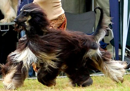 (2) - Hunderasse: Afghanischer Windhund, Bildquelle: Wikimedia Commons / Hagon1 / Lizenz: GNU Free Documentation License, Version 1.2 / 

modifiziert