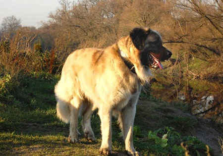 (6) - Hunderasse: Germanischer Bärenhund, Bildquelle: baerenhund-witten.de