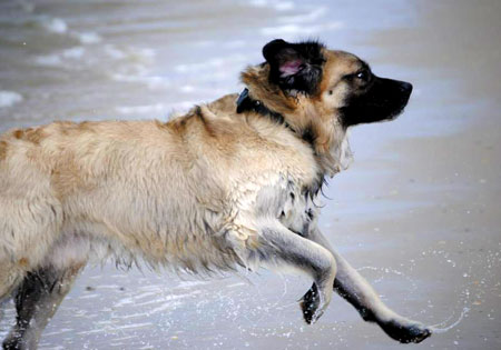 (3) - Hunderasse: Germanischer Bärenhund, Bildquelle: baerenhund-witten.de