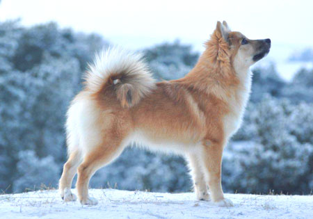 (1) - Hunderasse: Islandhund, Bildquelle: Bettina Pahl