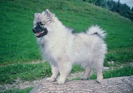 (1) - Hunderasse: Deutscher Wolfsspitz, Bildquelle: Wikimedia Commons / Public Domain